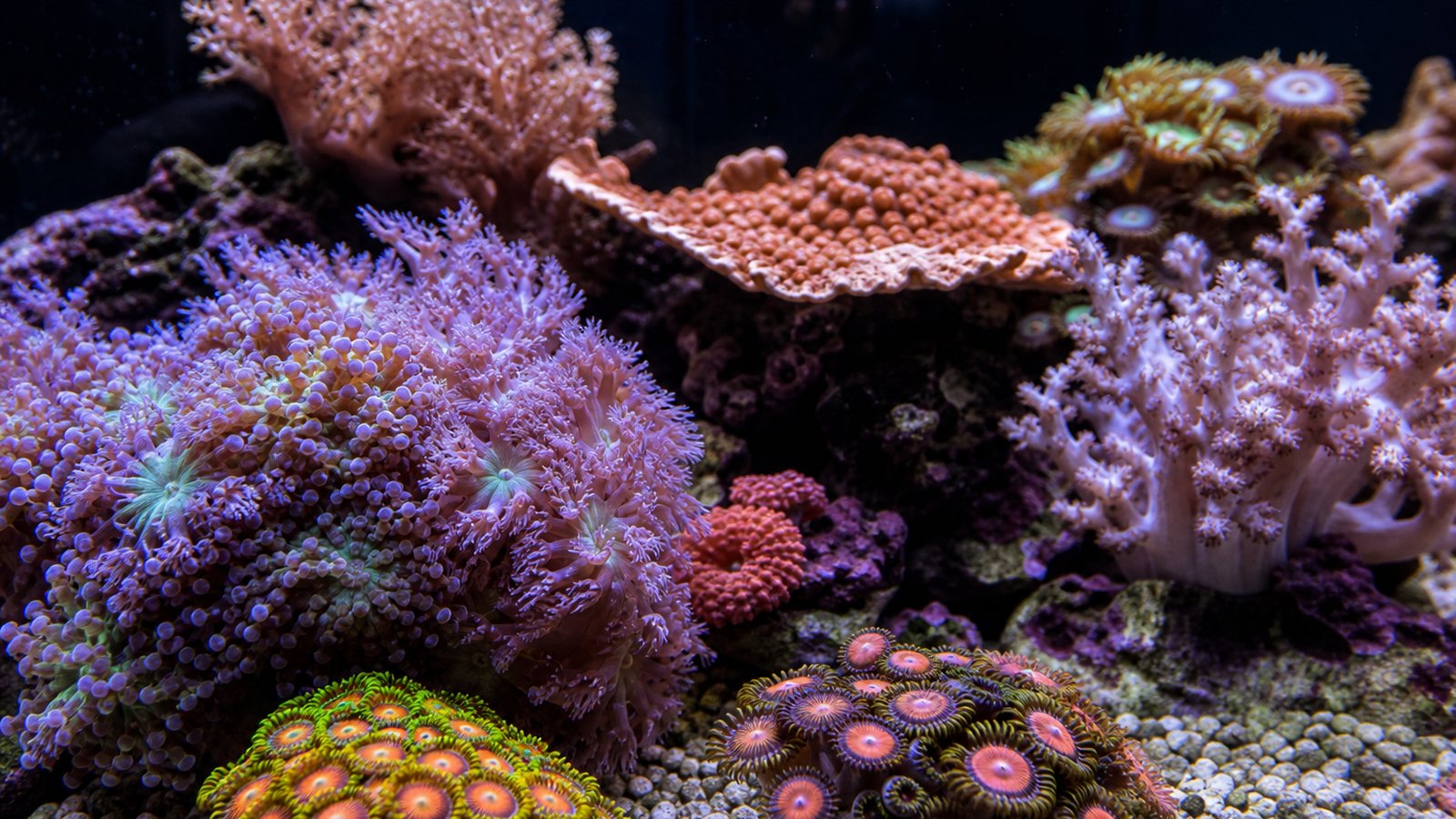 Comparaison d'un récif corallien coloré et d'un aquascape planté d'eau douce aux lignes naturelles