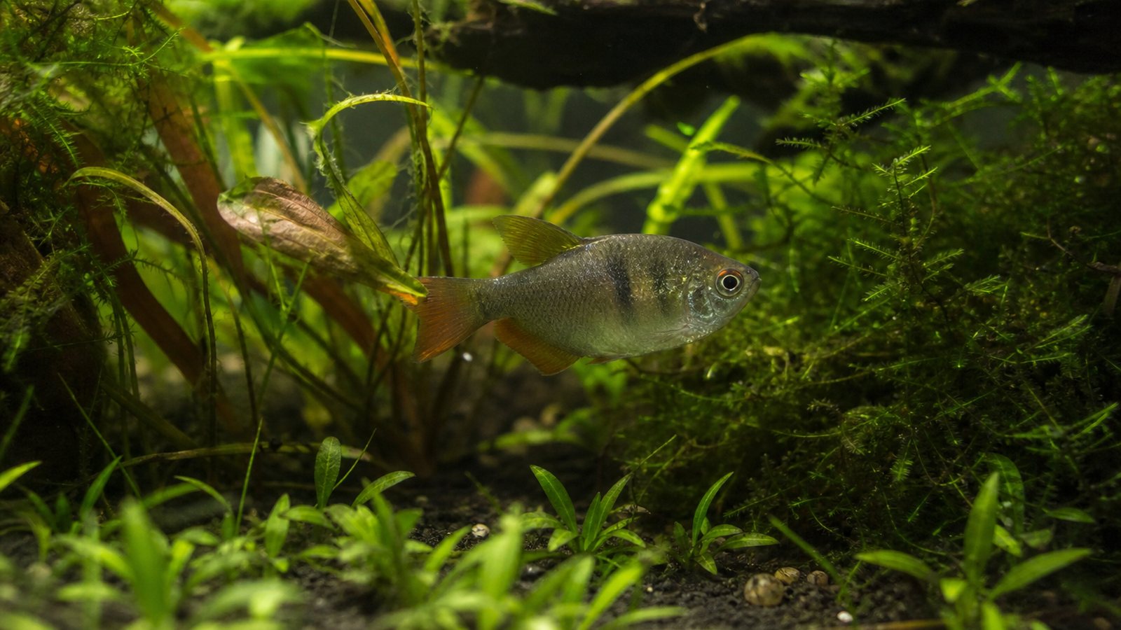 Aquascape planté aux plans de végétation étagés parcouru par un banc de petits poissons